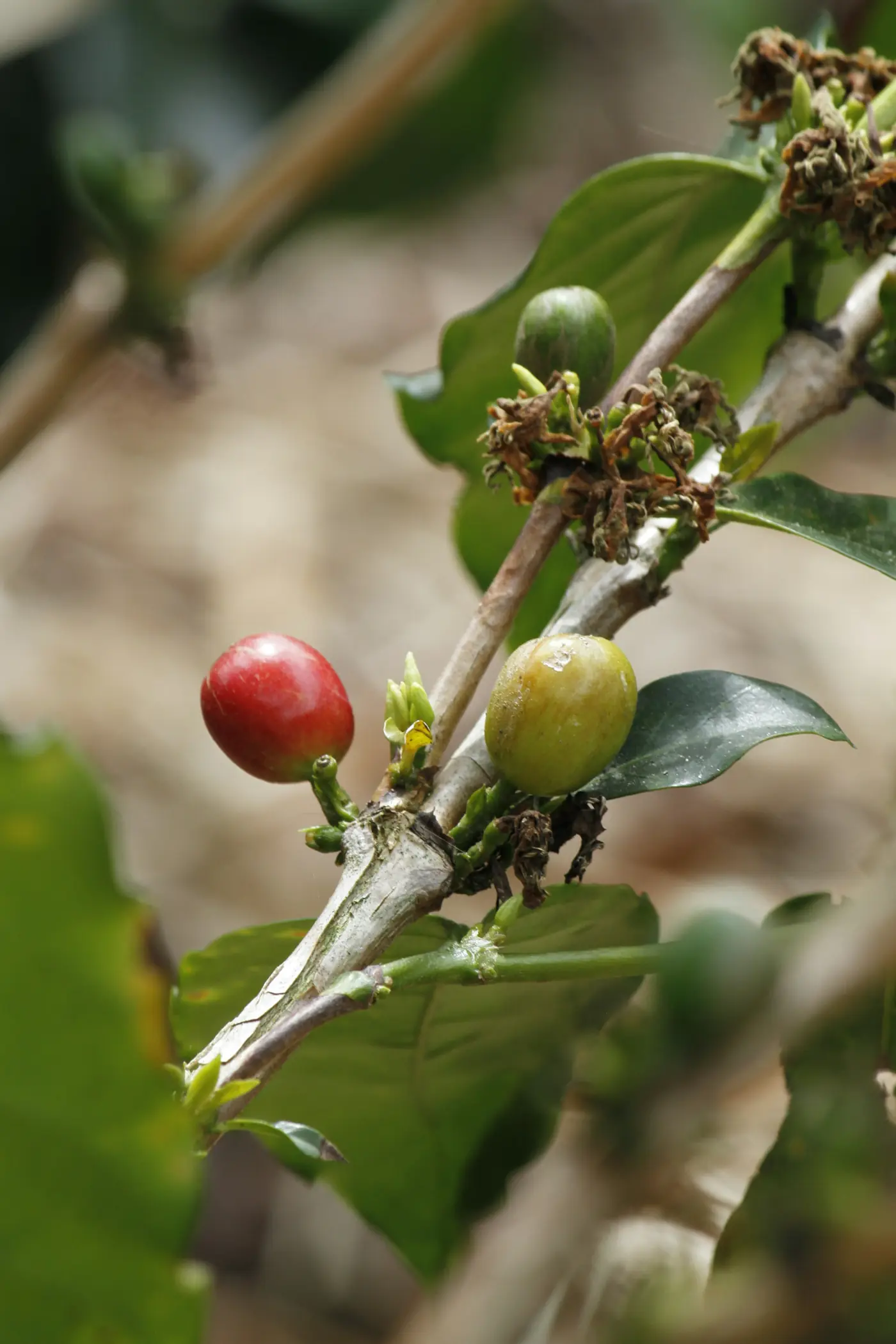 Cerezas de café rojas y verdes en una rama
