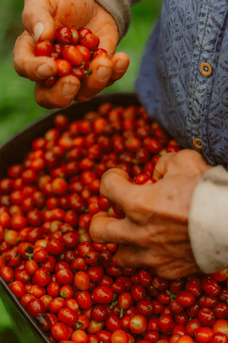 Manos recolectando cerezas de café maduras